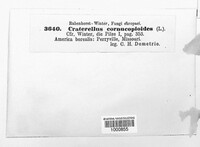 Craterellus cornucopioides image